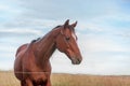 Dark brown skinny horse Royalty Free Stock Photo