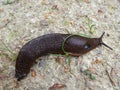 Dark brown snail in the forest