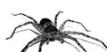 Dark brown spider on a white background Royalty Free Stock Photo