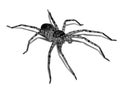 Dark brown spider on a white background Royalty Free Stock Photo