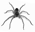 Dark brown spider on a white background Royalty Free Stock Photo