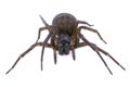Dark brown spider on a white background Royalty Free Stock Photo