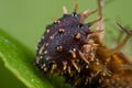 Dark brown, spiny caterpillar