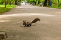 Dark brown squirrel black, gray Royalty Free Stock Photo