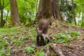 Dark brown squirrel black, gray Royalty Free Stock Photo