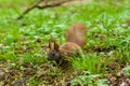 Dark brown squirrel black, gray Royalty Free Stock Photo