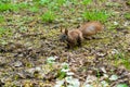 Dark brown squirrel black, gray Royalty Free Stock Photo