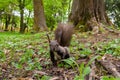 Dark brown squirrel black, gray Royalty Free Stock Photo