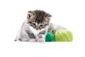 Dark brown striped funny kitten playing with green wool balls in white photo studio Royalty Free Stock Photo