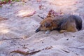 A dark brown Thai ridgeback dog sleeping on white sand  beach under the shade of tree Royalty Free Stock Photo