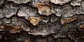 Dark Brown Tree Bark Texture: High-Resolution Background Image Royalty Free Stock Photo
