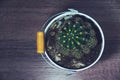 Dark brown vintage potted cactus flatlay Top view Royalty Free Stock Photo