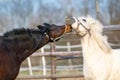 Grooming dark and white Shetland ponies in spring outside. Royalty Free Stock Photo