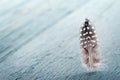 Dark brown white spotted pheasant feather Royalty Free Stock Photo