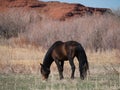 A Dark Brown Wild Horse with Black Mane and Tail Royalty Free Stock Photo