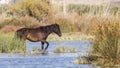 Dark Brown Wild Horse in Shallow Water Royalty Free Stock Photo