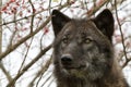 Dark brown wolf with amber eyes head shot
