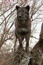 Dark brown wolf on a tree stump surrounded by red berries