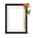 Dark brown wooden rectangle frame with white passe-partout and dry golden hydrangea flower isolated on white background Royalty Free Stock Photo