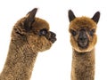 Dark brown young alpaca - Lama pacos, isoltaed on white