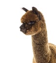 Dark brown young alpaca - Lama pacos, isoltaed on white