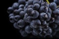 Dark bunch of grape in low light on black background , macro shot , water drops Royalty Free Stock Photo