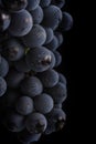 Dark bunch of grape in low light on black background , macro shot , water drops Royalty Free Stock Photo