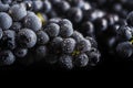 Dark bunch of grape in low light on black background , macro shot , water drops Royalty Free Stock Photo