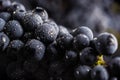 Dark bunch of grape in low light on black background , macro shot , water drops Royalty Free Stock Photo