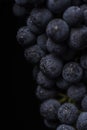 Dark bunch of grape in low light on black background , macro shot , water drops Royalty Free Stock Photo