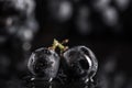 Dark bunch of grape in low light on black background , macro shot , water drops Royalty Free Stock Photo