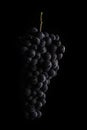 Dark bunch of grape in low light on black isolated background , macro shot , water drops Royalty Free Stock Photo