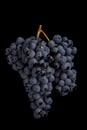 Dark bunch of grape in low light on black isolated background , macro shot , water drops Royalty Free Stock Photo