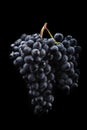 Dark bunch of grape in low light on black isolated background , macro shot , water drops Royalty Free Stock Photo