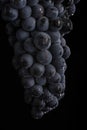 Dark bunch of grape in low light on black isolated background , macro shot , water drops Royalty Free Stock Photo