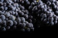 Dark bunch of grape in low light on black isolated background , macro shot , water drops Royalty Free Stock Photo