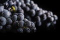 Dark bunch of grape in low light on black isolated background , macro shot , water drops Royalty Free Stock Photo