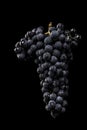 Dark bunch of grape in low light on black isolated background , macro shot , water drops Royalty Free Stock Photo
