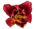 Dark burgundy flower of day-lily, isolated on white background Royalty Free Stock Photo