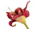 Dark burgundy flower of day-lily, isolated on white background Royalty Free Stock Photo