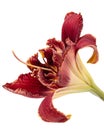 Dark burgundy flower of day-lily, isolated on white background Royalty Free Stock Photo