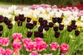 Dark burgundy fringed tulip row between bright pink and white tulips Royalty Free Stock Photo