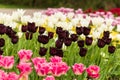 Dark burgundy fringed tulip row between bright pink and white tulips Royalty Free Stock Photo