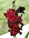 Dark burgundy gladiolus flower