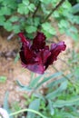 Dark burgundy Tulip Black Parrot spring blooming