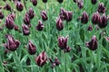 Dark burgundy tulips with white tips against a lush green background Royalty Free Stock Photo