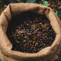 Dark burlap sack holding freshly harvested coffee beans Royalty Free Stock Photo