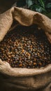 Dark burlap sack holding freshly harvested coffee beans Royalty Free Stock Photo