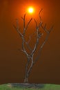 Dark and burned of dead tree on twilight sky with sunset background Royalty Free Stock Photo