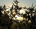 Dark bush of black thorns